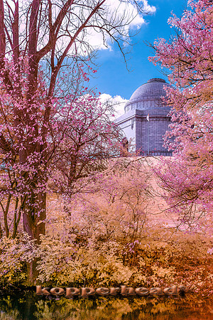 70308ir 11 2019 Kopperhead