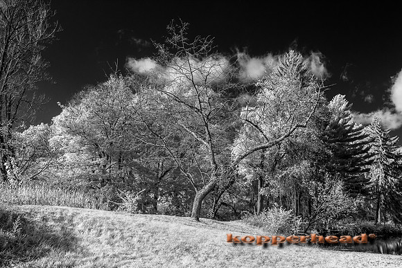 70312ir 11 2019 Kopperhead