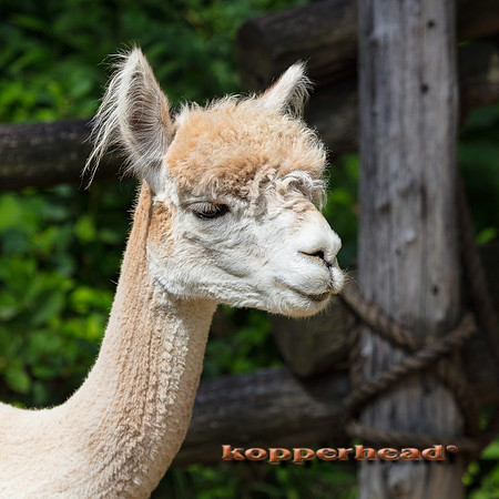 07931 07 2020 Kopperhead