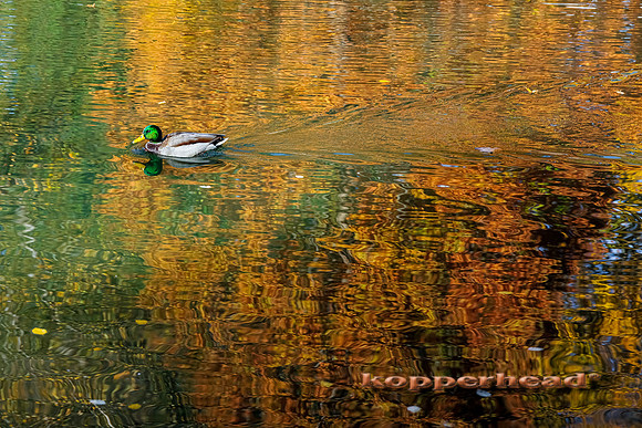 51813tA 10 2020 Kopperhead