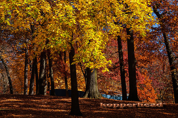 51719 10 2022 Kopperhead