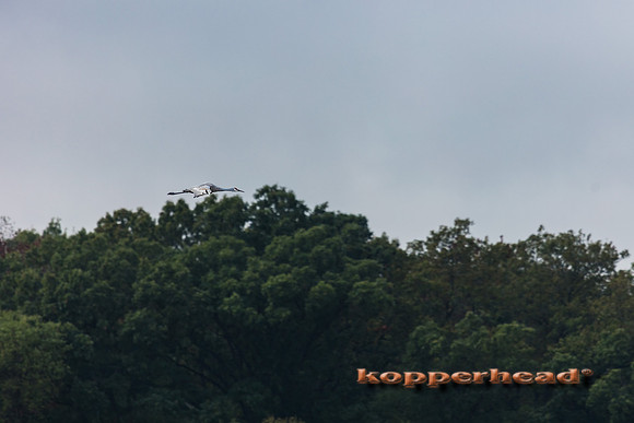 11593 10 2020 Kopperhead