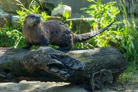 Akron Zoo May 2019