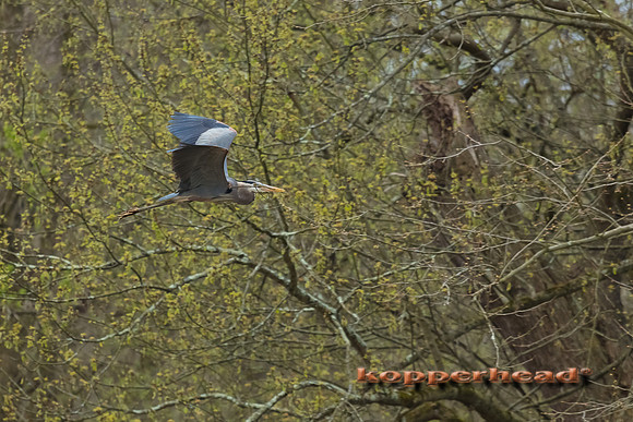 05414 05 2020 Kopperhead