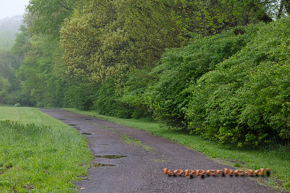 06004 05 2020 Kopperhead