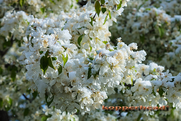 05462 05 2020 Kopperhead