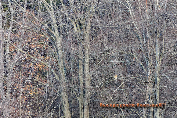 04045 01 2017 Kopperhead