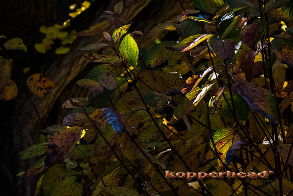 13743 11 2020 Kopperhead
