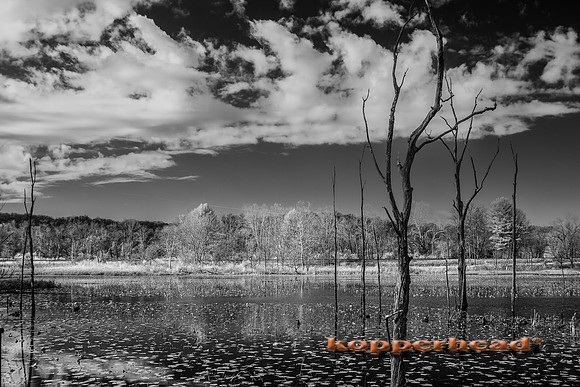 70511ir 11 2020 Kopperhead
