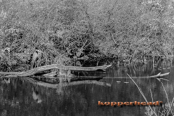 70509ir 11 2022 Kopperhead