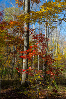 Chagrin & Viaduct Parks