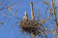 Blue Heron Rookery