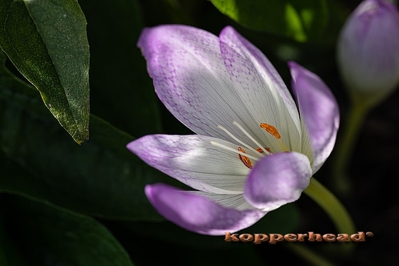 16431 09 2021 Kopperhead
