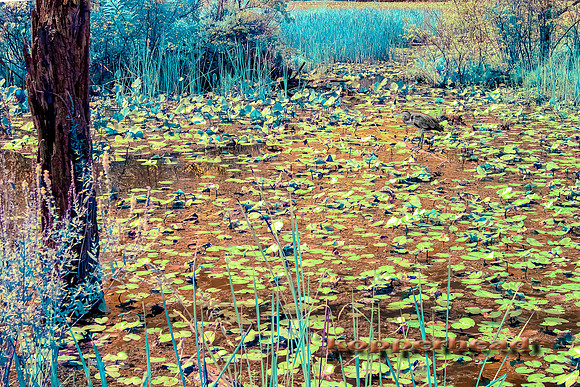 70470ir 09 2021 Kopperhead