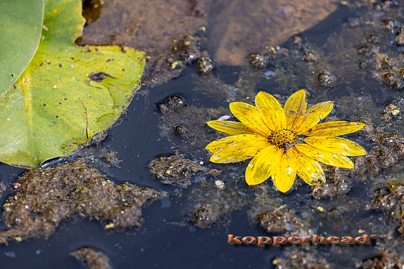 14886 09 2021 Kopperhead