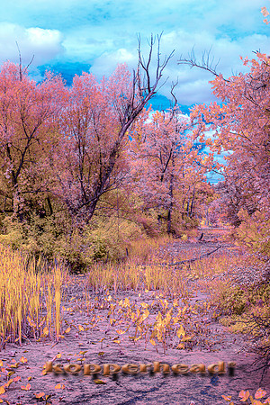70463ir 09 2021 Kopperhead
