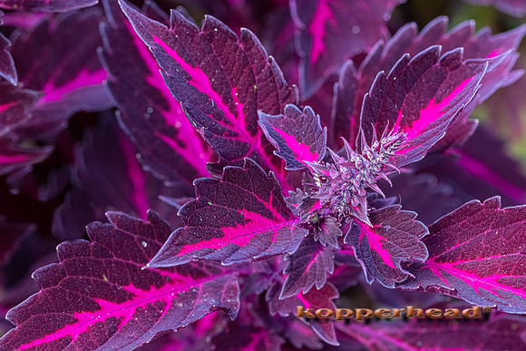 16441 09 2021 Kopperhead