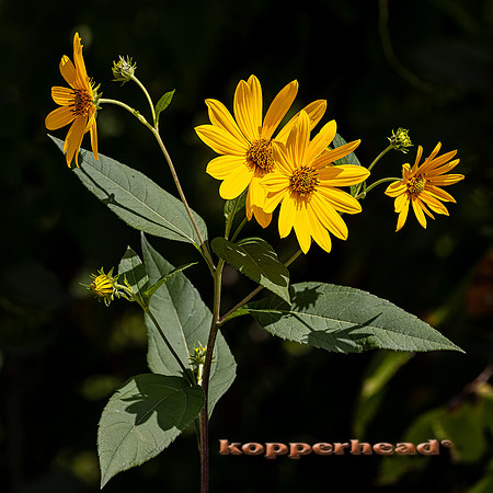 14889 09 2021 Kopperhead