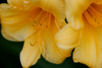 June 2023 Canton Garden Center