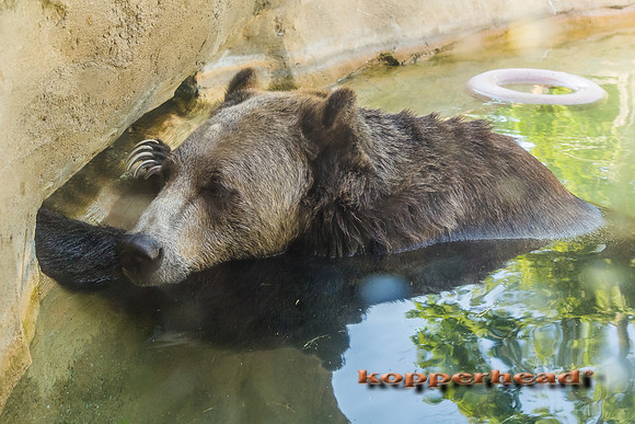 67087 08 2018 Kopperhead