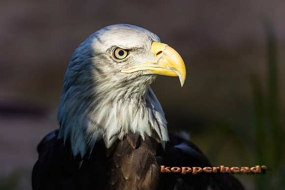 29521 08 2018 Kopperhead