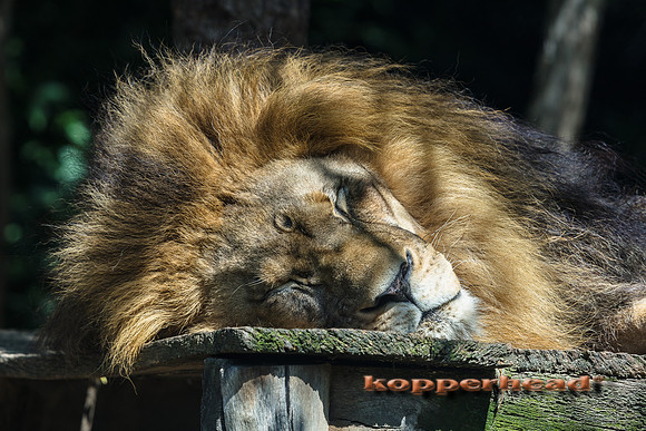 29951 08 2018 Kopperhead