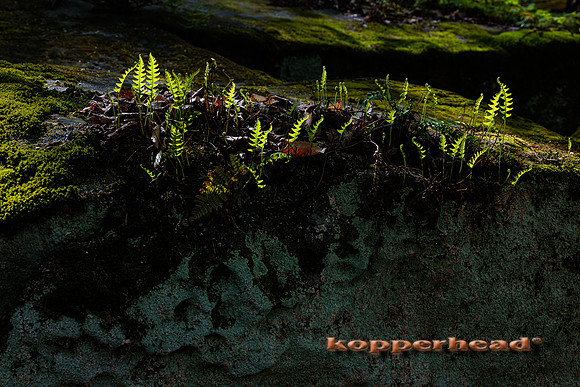 39304 05 2022 Kopperhead