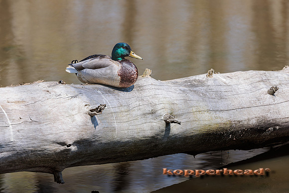 39073 05 2022 Kopperhead