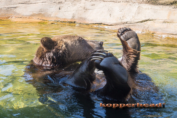 67278 08 2018 Kopperhead