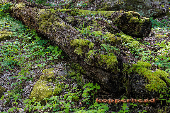 39300 05 2022 Kopperhead