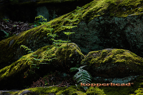 39303 05 2022 Kopperhead