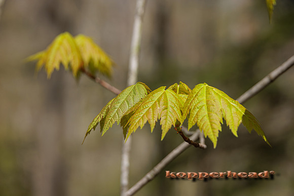 38861 05 2022 Kopperhead