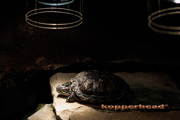 58130 02 2023 Kopperhead