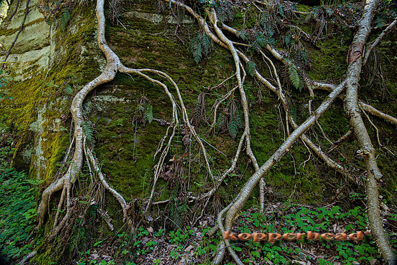 39292 05 2022 Kopperhead