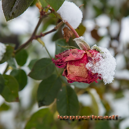 15003 12 2020 Kopperhead