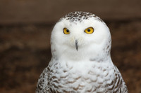 Akron Zoo February 2019