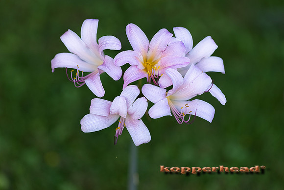 13166 08 2021 Kopperhead