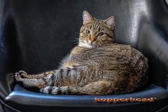 13762pL08 2021 Kopperhead