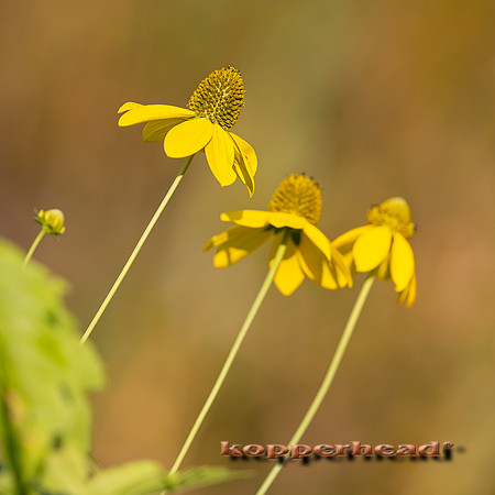 13904 08 2021 Kopperhead