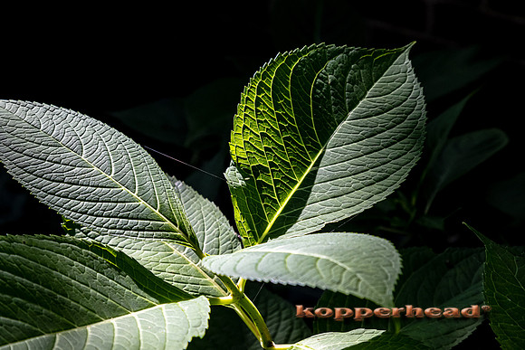 14027 08 2021 Kopperhead