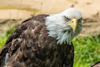 Akron Zoo June & July 2019