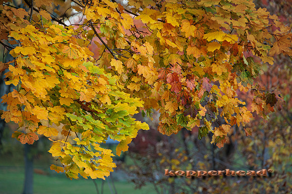 51564 10 2022 Kopperhead