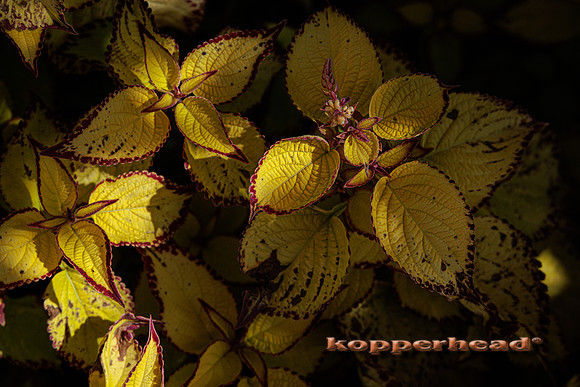50974 10 2022 Kopperhead