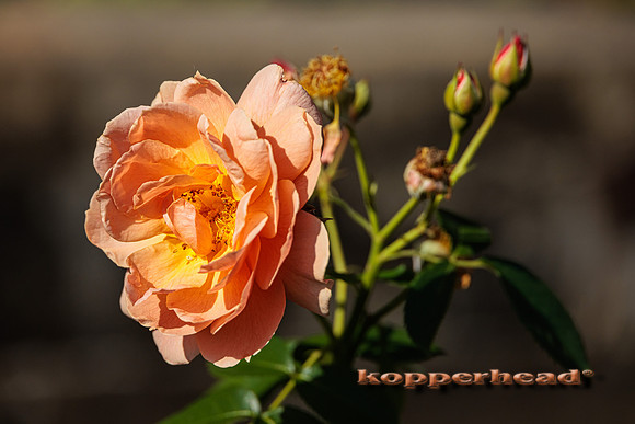50992 10 2022 Kopperhead