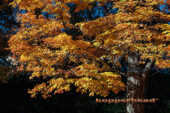 51597 10 2022 Kopperhead