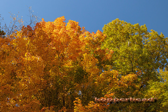 50988 10 2022 Kopperhead