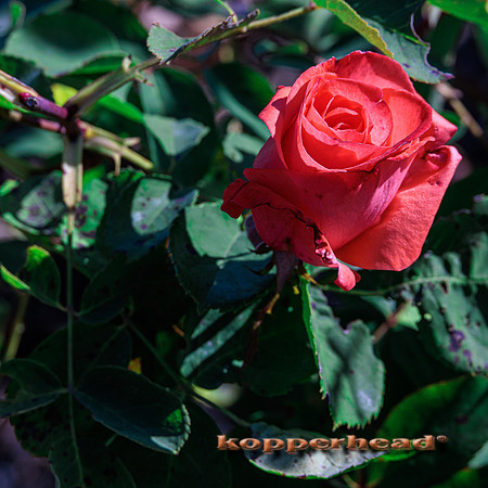 51610 10 2022 Kopperhead