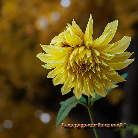 51708 10 2022 Kopperhead