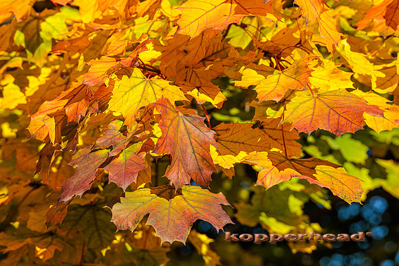 51280 10 2022 Kopperhead