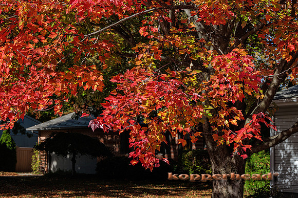 50959 10 2022 Kopperhead